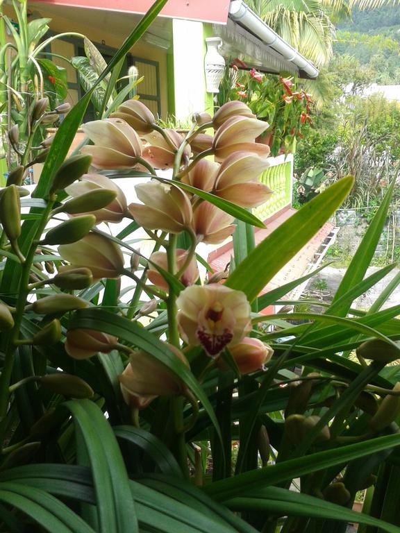 Chambres D'Hotes L'Orchidee Rose Salazie Kültér fotó