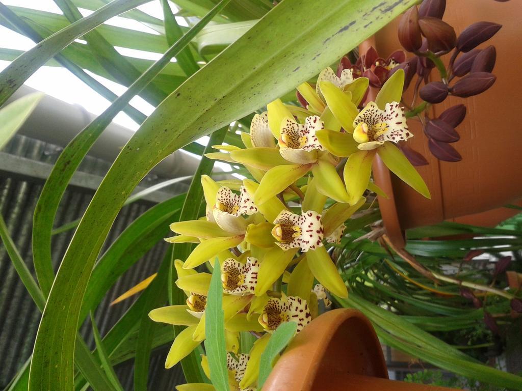 Chambres D'Hotes L'Orchidee Rose Salazie Kültér fotó